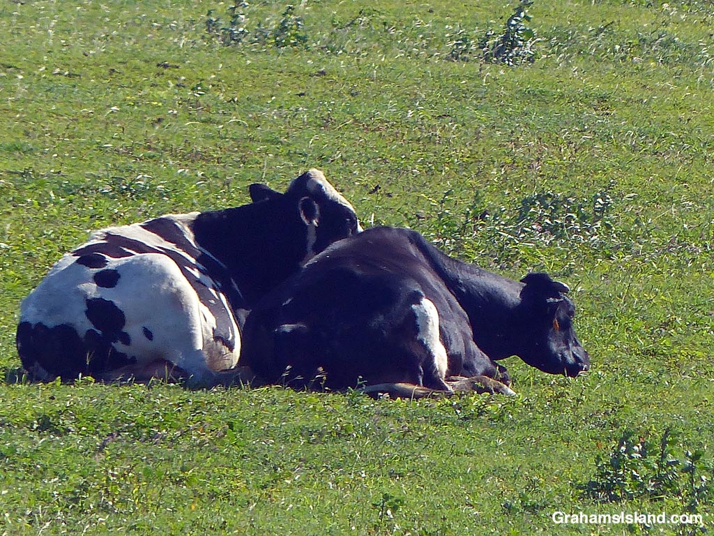 Two cows in a field in Hawaii