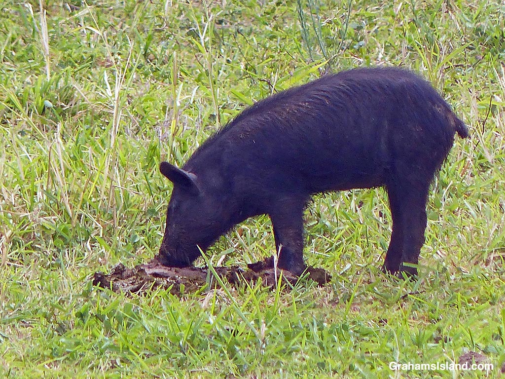 A wild pig looks for food in a cow pie