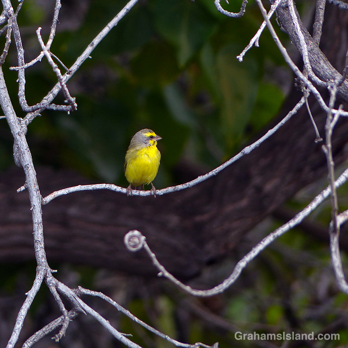 A Yellow-fronted Canary perched on a twig in Hawaii