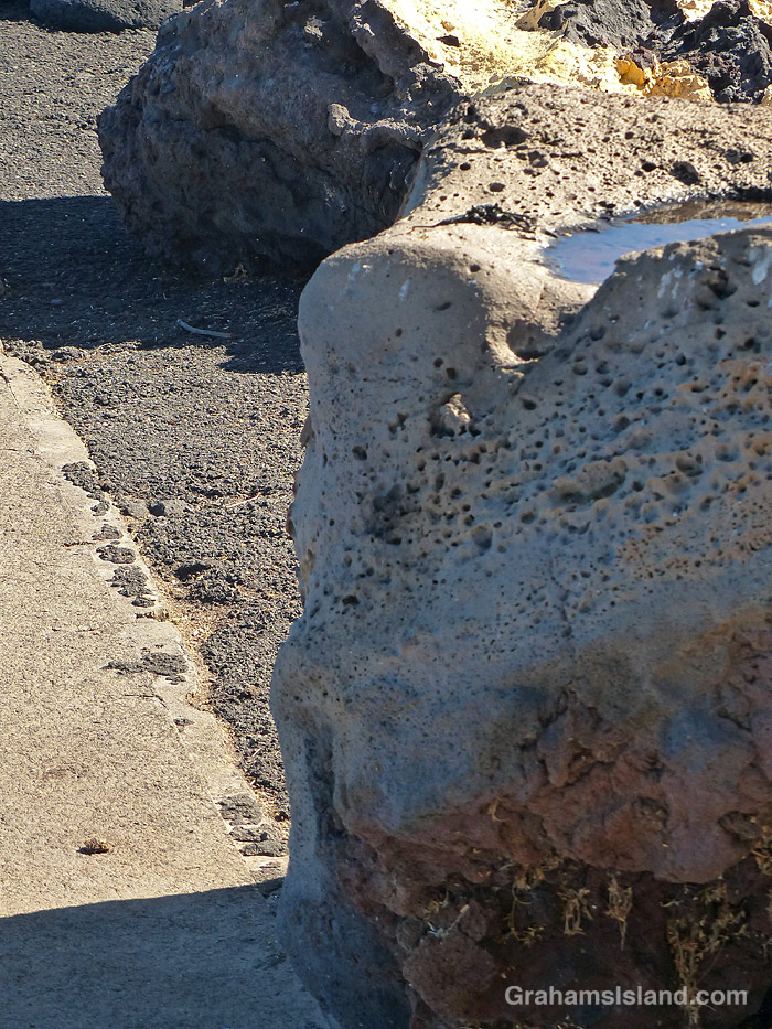 An A'ama Crab by a pool in Hawaii