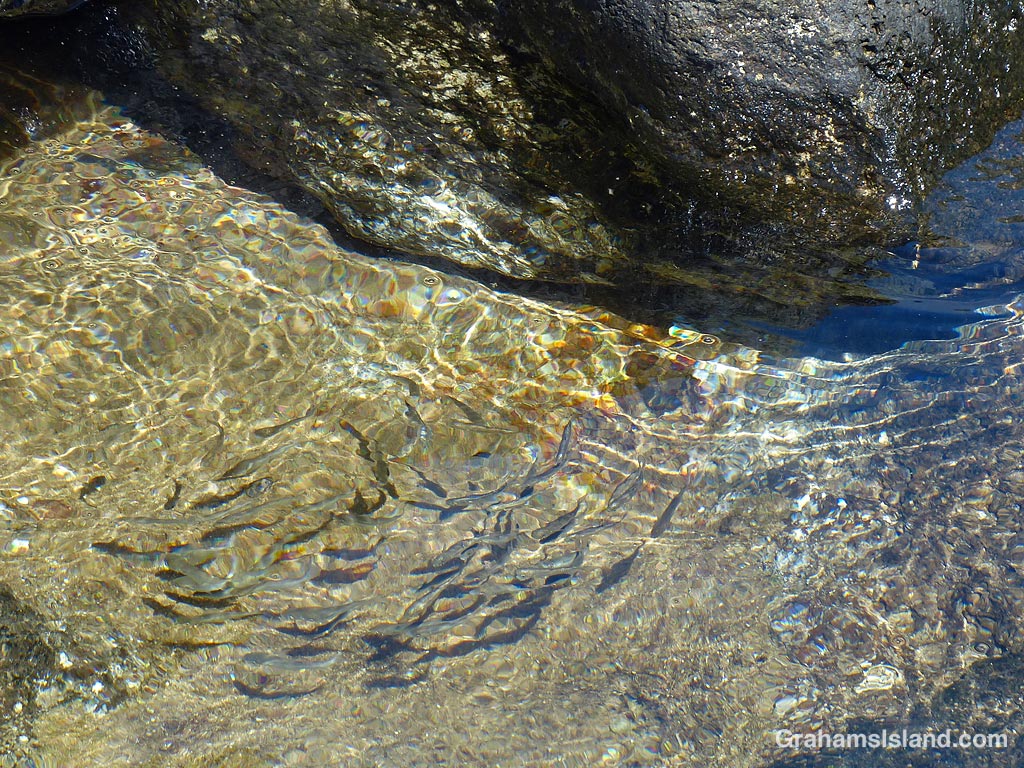 Small fish swim in a tide pool in Hawaii