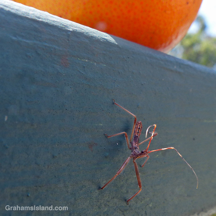 An Assassin Bug nymph in Hawaii