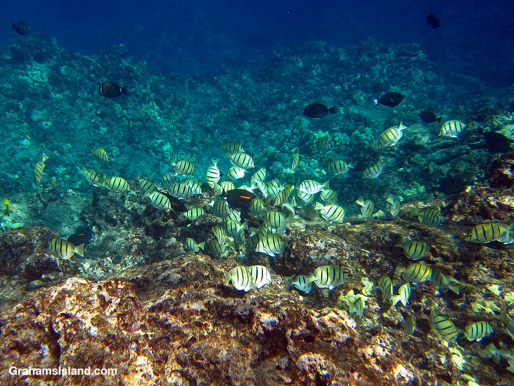A shoal of convict tangs in the waters off Hawaii
