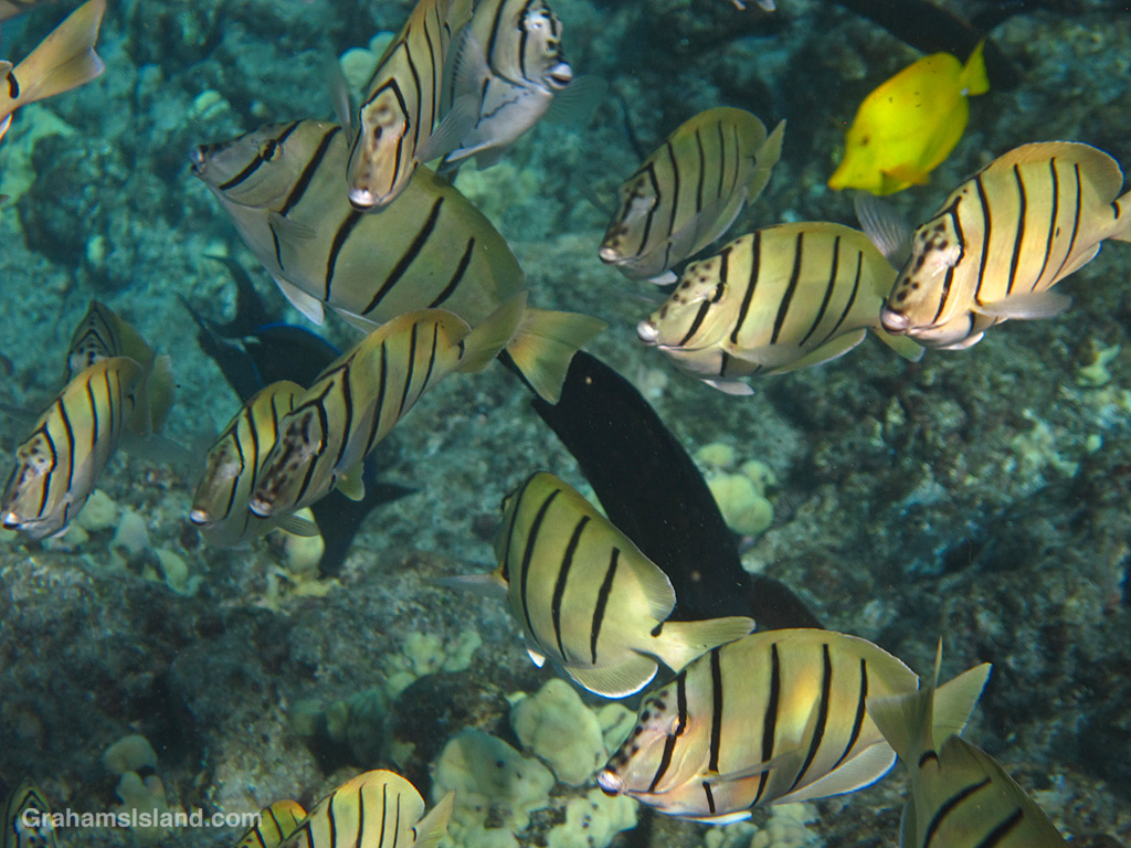 A shoal of convict tangs in the waters off Hawaii
