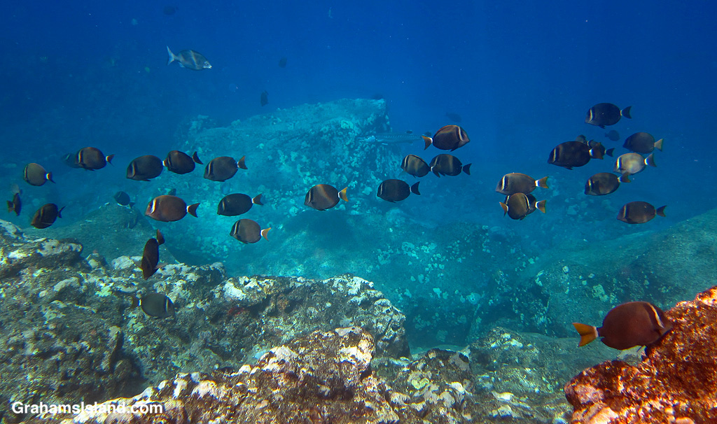 Fish swim in the waters off Hawaii