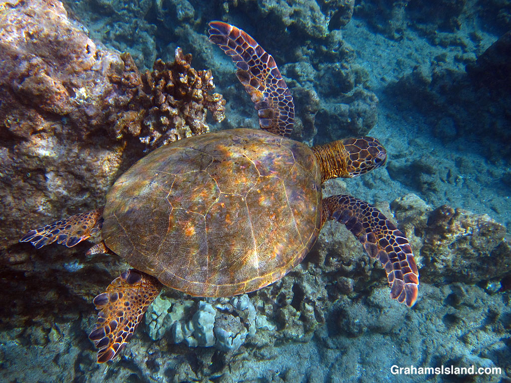 A Hawaiian Green Sea Turtle passes close by