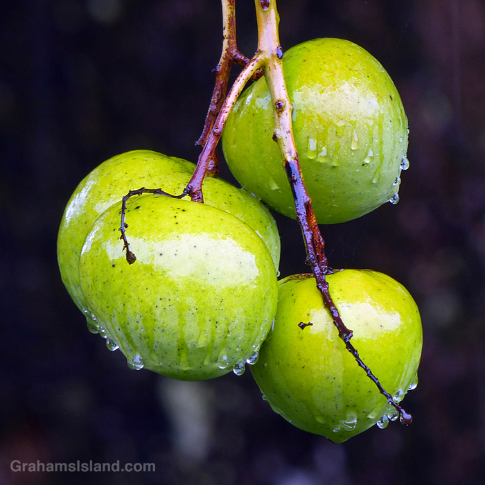 Mangoes wet with raindrops