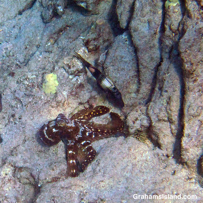 A Pacific Day Octopus hunts with a goatfish