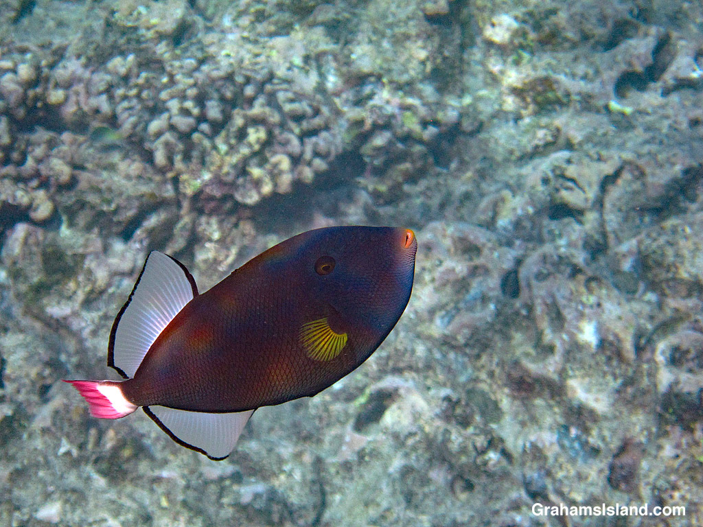 A Pinktail Triggerfish in the waters off Hawaii