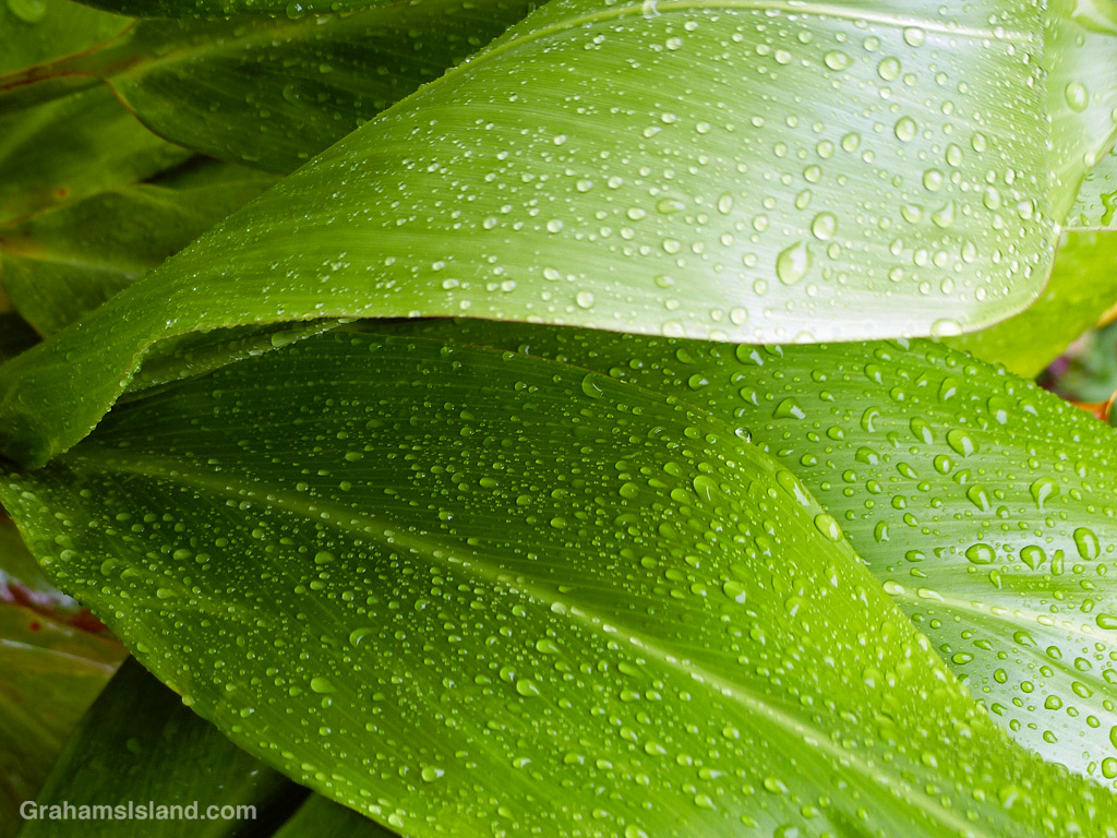 Raindrops on ti leaves in Hawaii