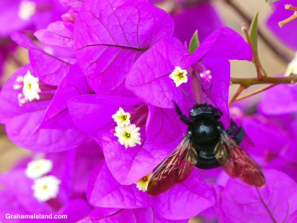 A Sonoran Carpenter Bee forages on purple Bougainvillea flowers in Hawaii