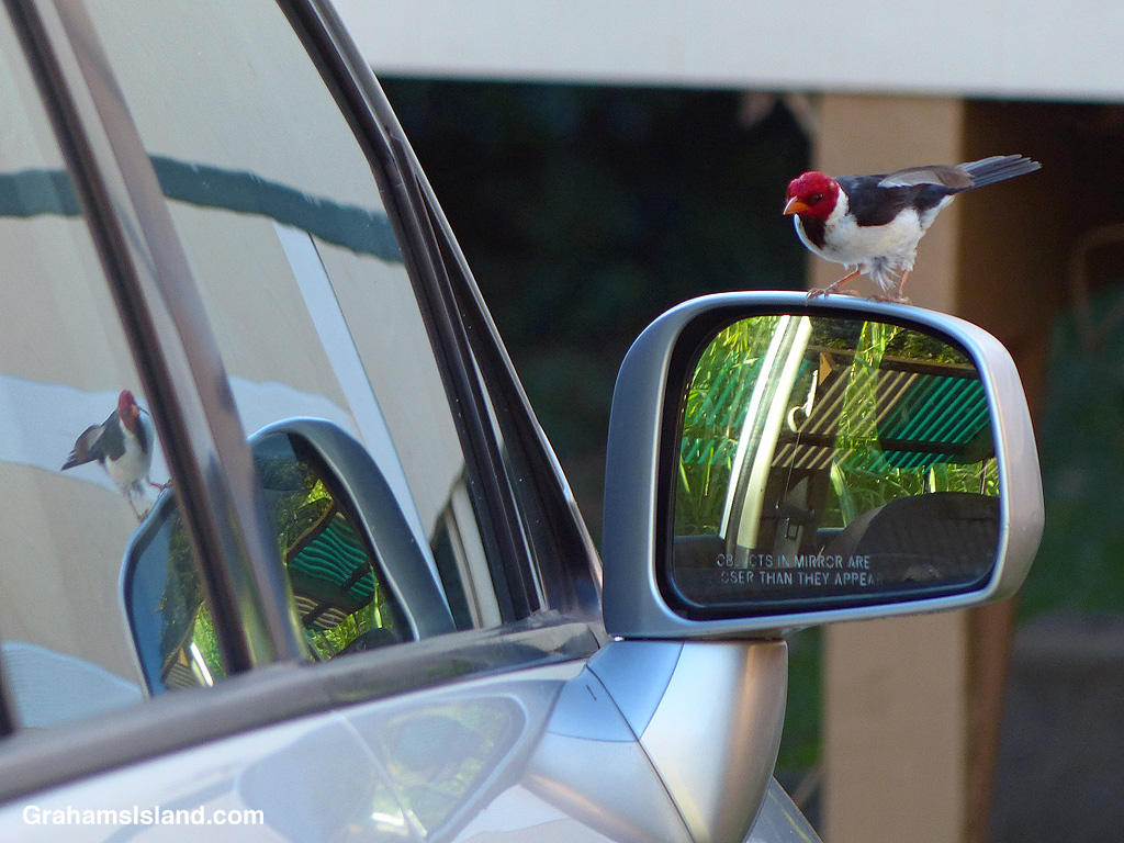 A Yellow-billed Cardinal is fascinated by his reflection in a car window