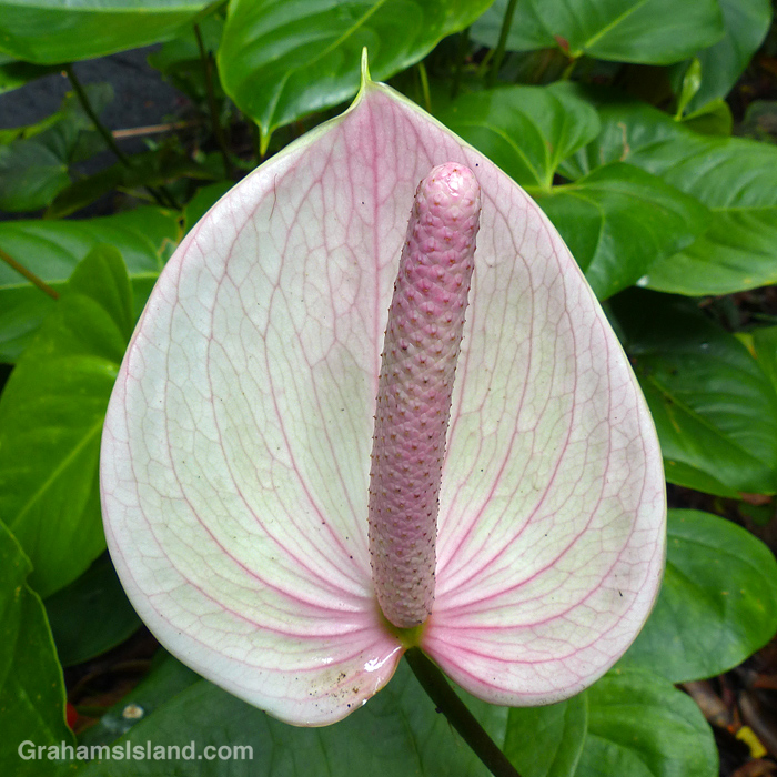 An anthurium flower in Hawaii