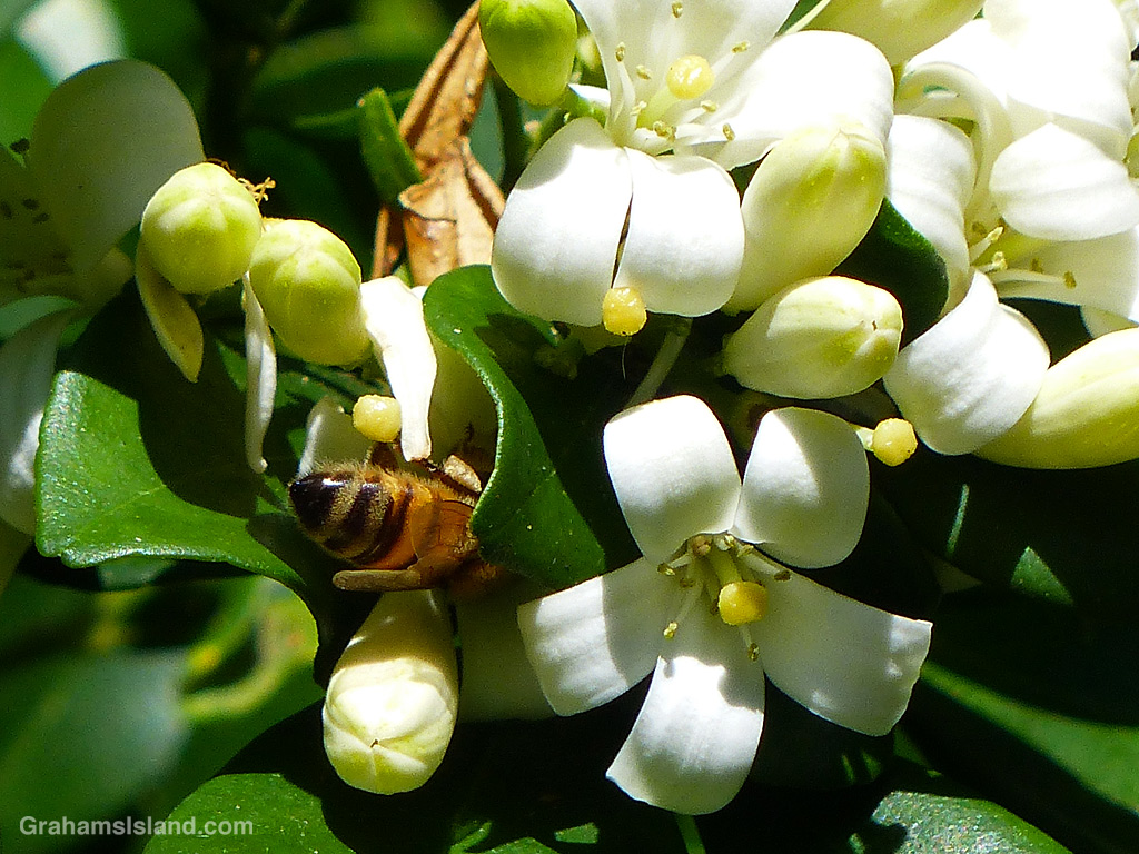 A Bee on a mock orange.