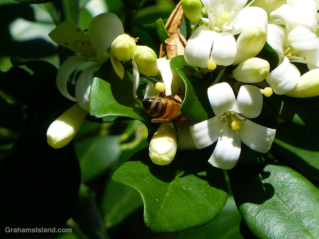 A Bee on a mock orange.