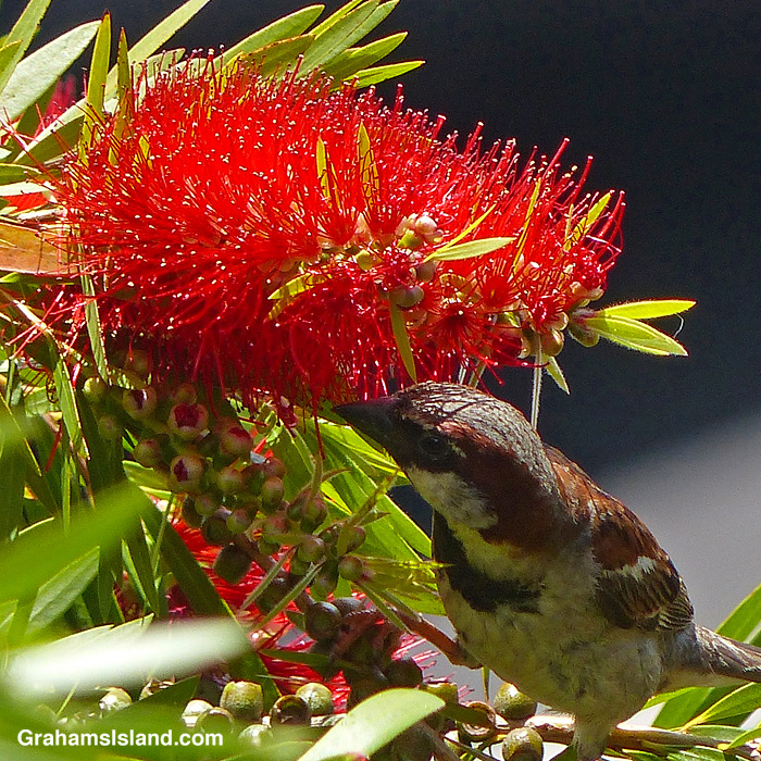A House Sparrow feeds on a bottlebrush flower