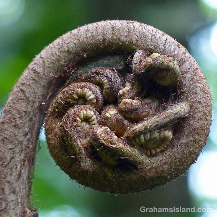 A coiled fern in Hawaii