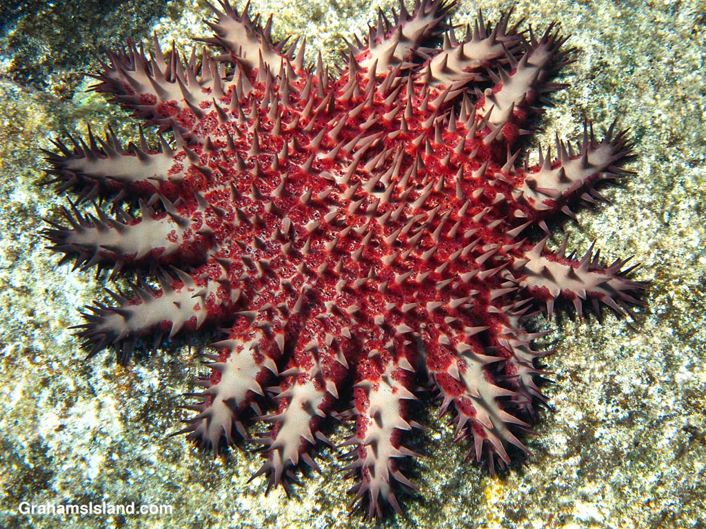 A crown of thorns sea star