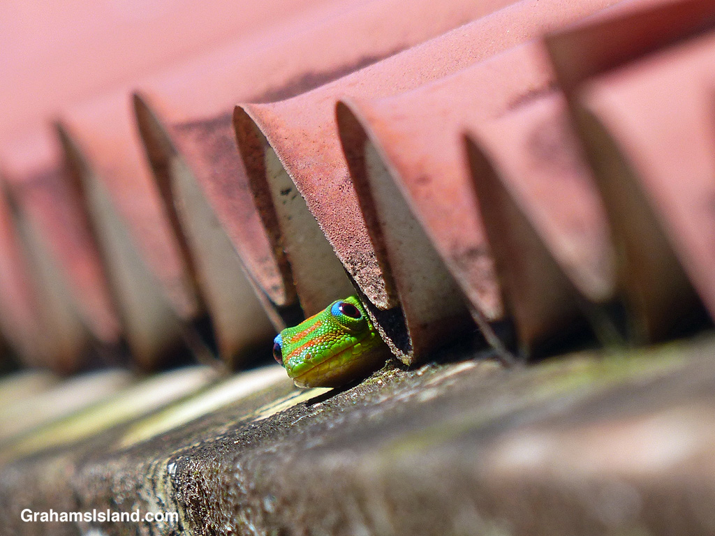 A Gold Dust Day Gecko look out from a roof