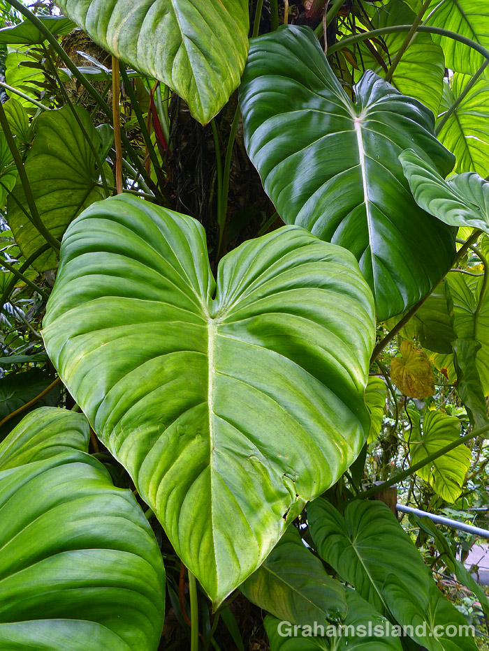 Tropical leaves in Hawaii