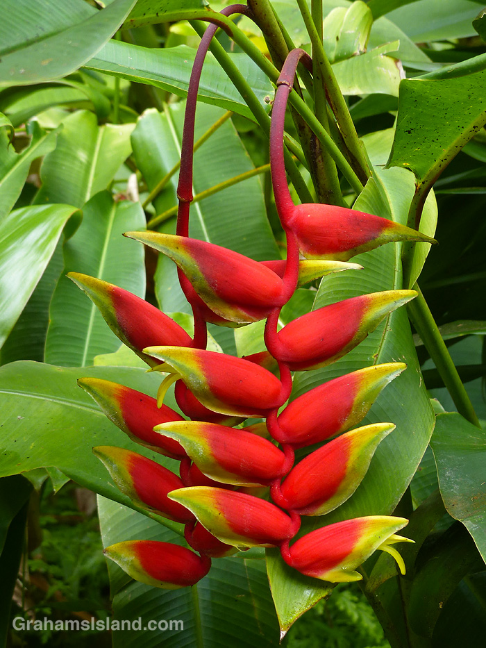 A heliconia in Hawaii