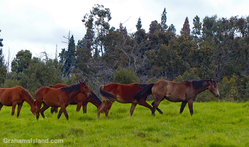 Horses off Old Saddle Road on the Big Island, Hawaii