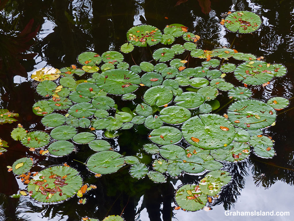 Lily pads in Hawaii