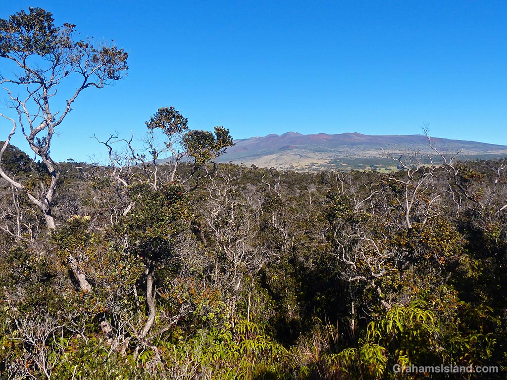 A view of Mauna Kea from Kipuka 21on the Big Island, Hawaii