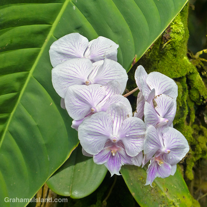 orchids in Hawaii