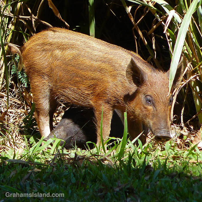 A young wild pig in Hawaii