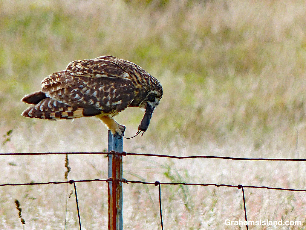 A pueo catches a mouse off Old Saddle Road on the Big Island, Hawaii