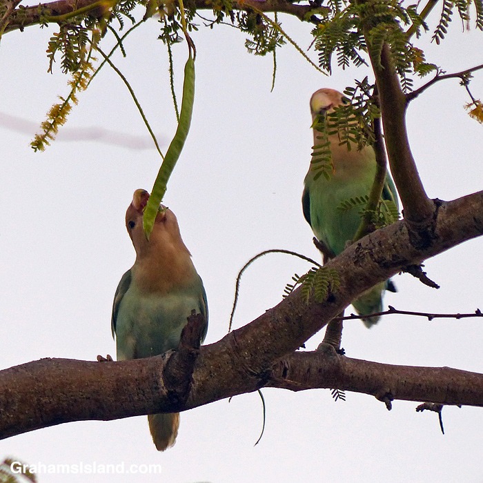 Two Rosy-faced Lovebirds snack on a Royal Poinciana seed pod