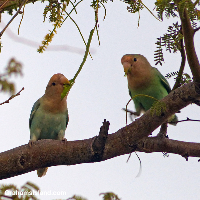 Two Rosy-faced Lovebirds snack on a Royal Poinciana seed pod