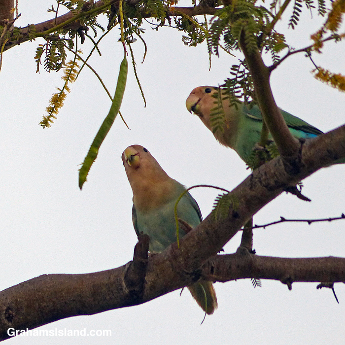 Two Rosy-faced Lovebirds snack on a Royal Poinciana seed pod