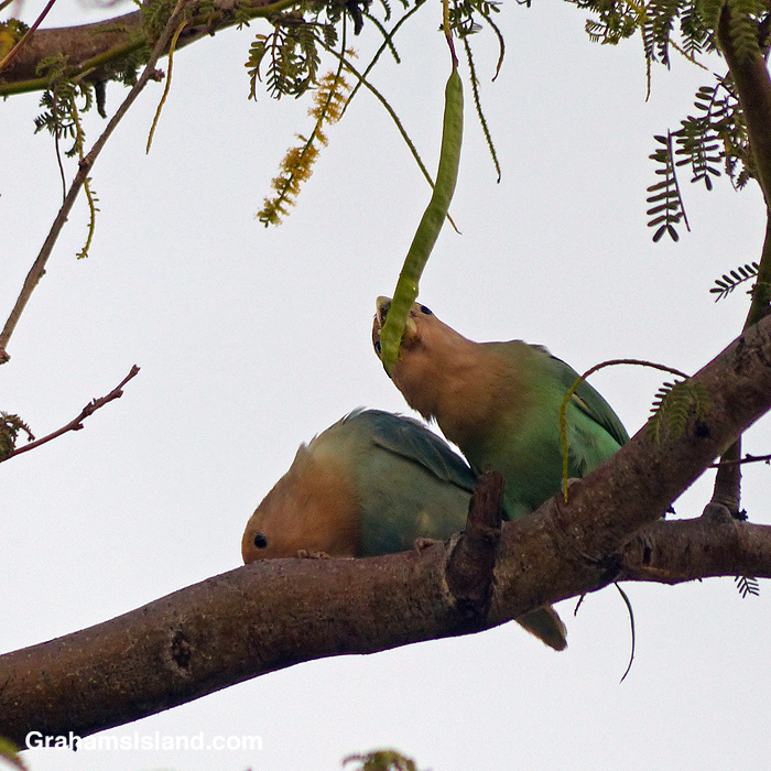 Two Rosy-faced Lovebirds snack on a Royal Poinciana seed pod