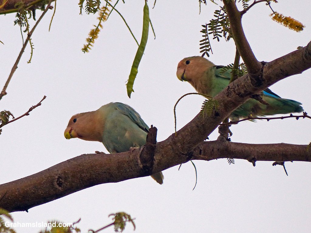 Two Rosy-faced Lovebirds snack on a Royal Poinciana seed pod