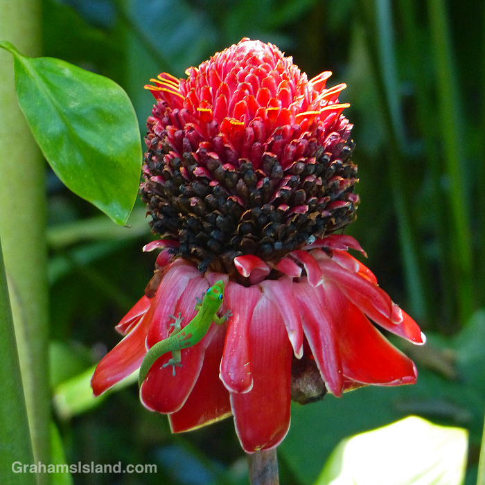 A gecko on a torch ginger in Hawaii