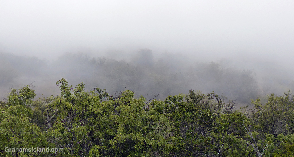 Mist in the trees off Old Saddle Road on the Big Island, Hawaii