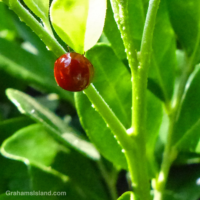 A Western Blood-red Lady Beetle in Hawaii