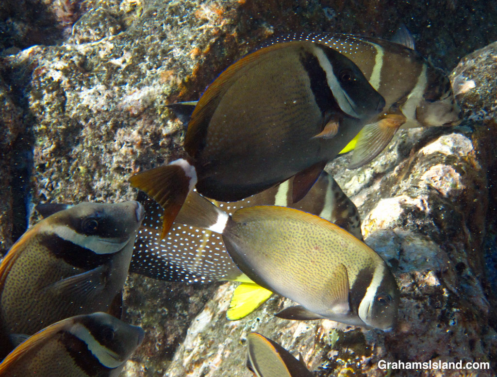 Whitebar surgeonfishes in the waters off Hawaii