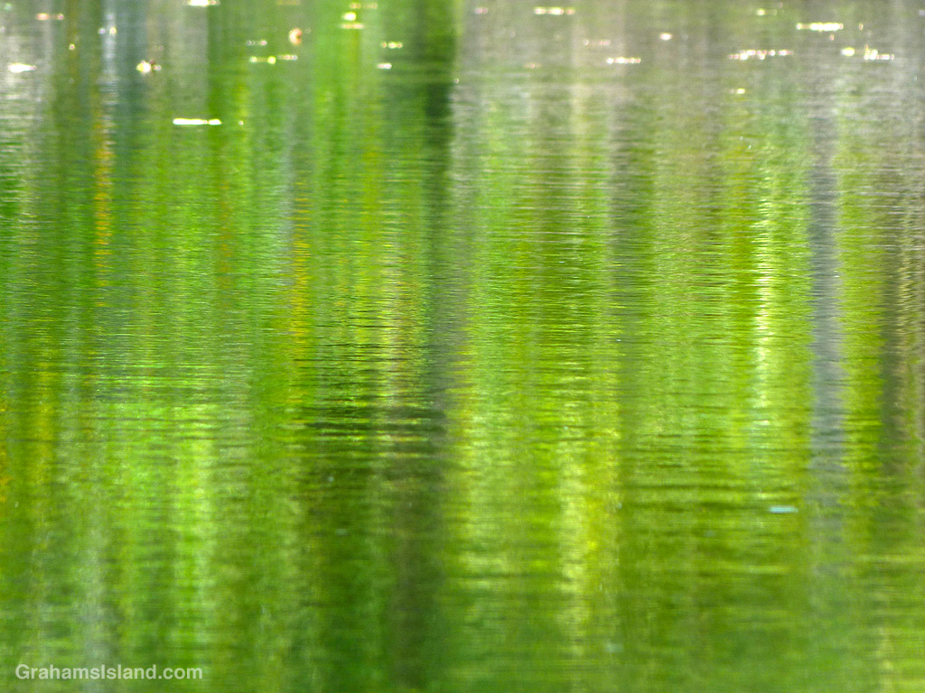 Green reflections in a pond in Hawaii