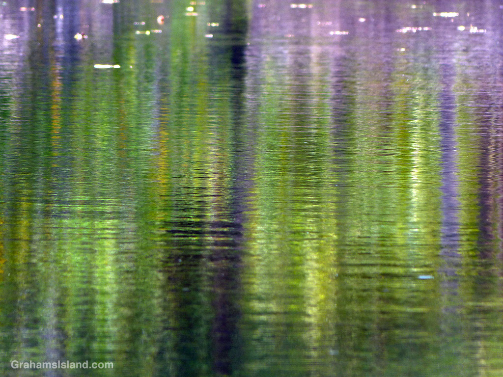 Green reflections in a pond in Hawaii