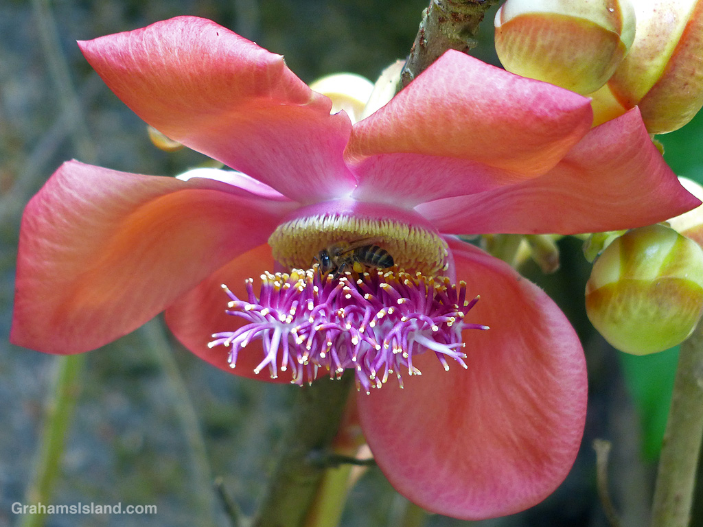 A bee in a cannonball tree flower in Hawaii