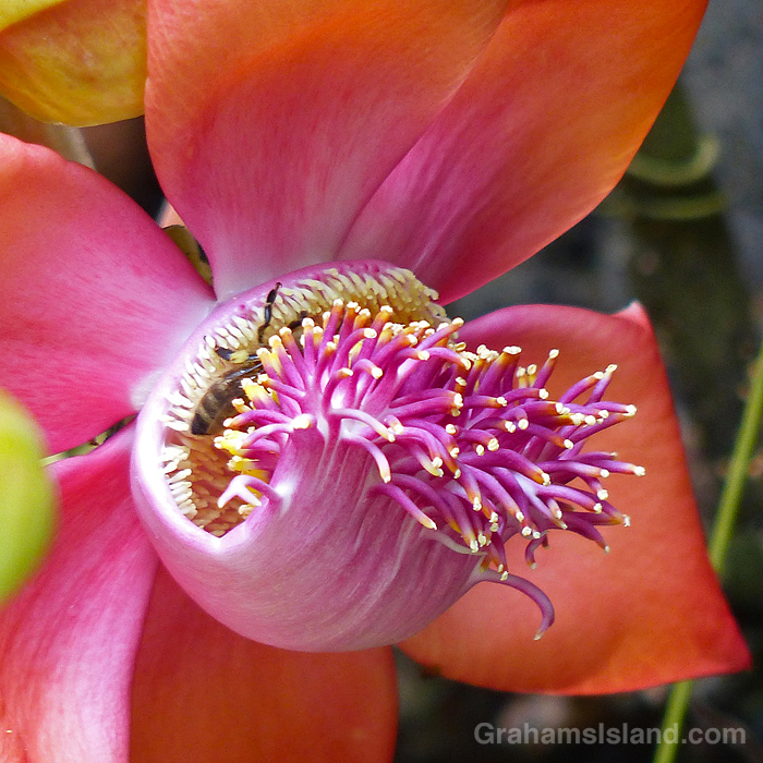 A bee in a cannonball tree flower in Hawaii