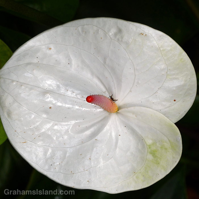 A beetle on an anthurium flower in Hawaii