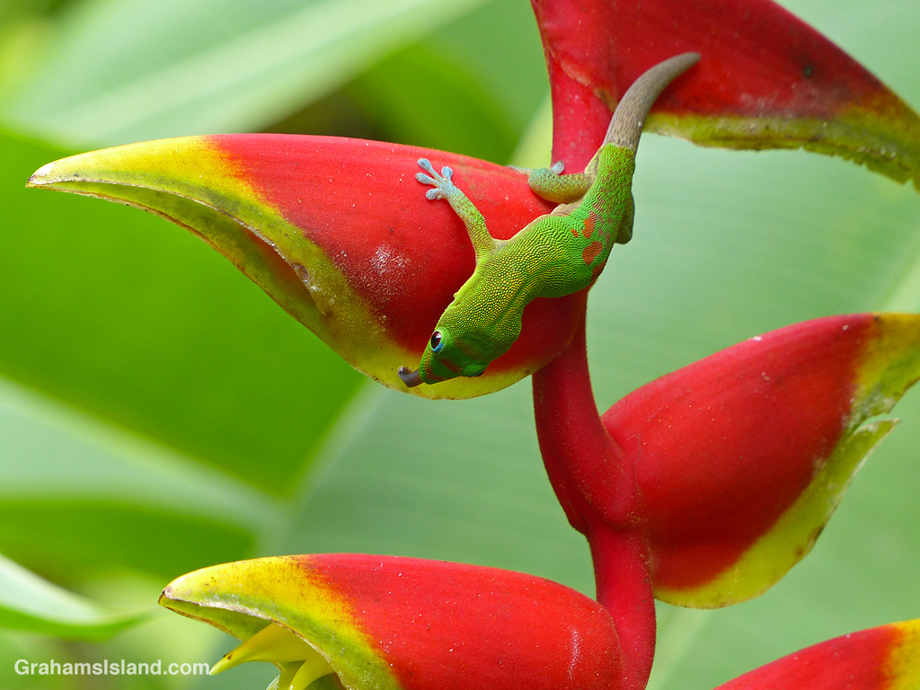A gold dust day gecko licks a heliconia flower