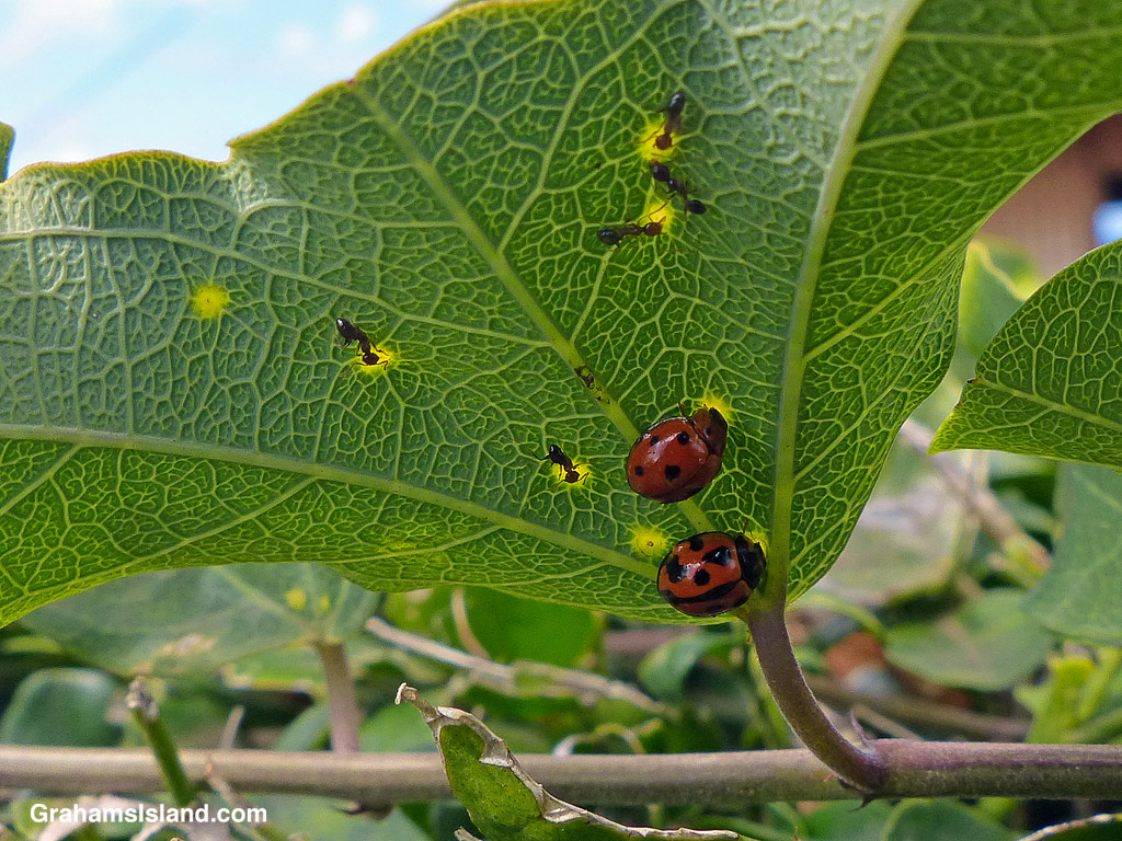 Ants and ladybugs on a passion vine leaf