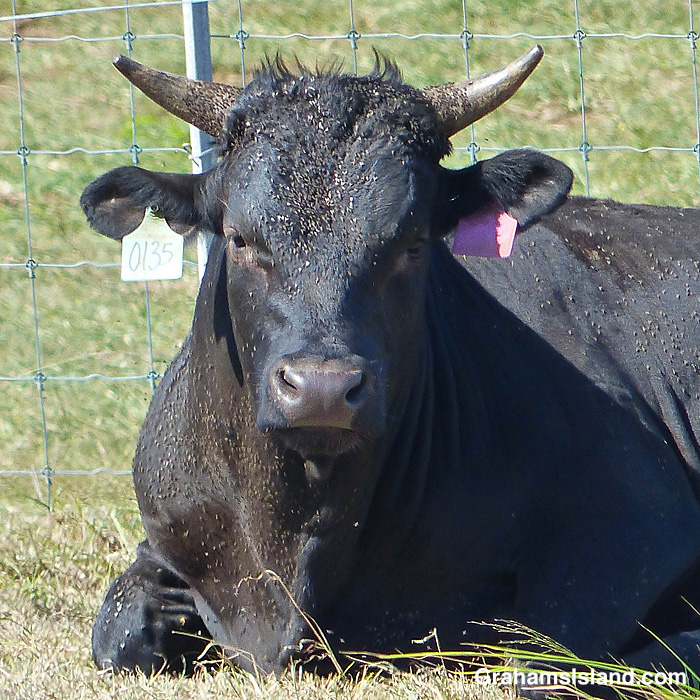 A steer covered in flies