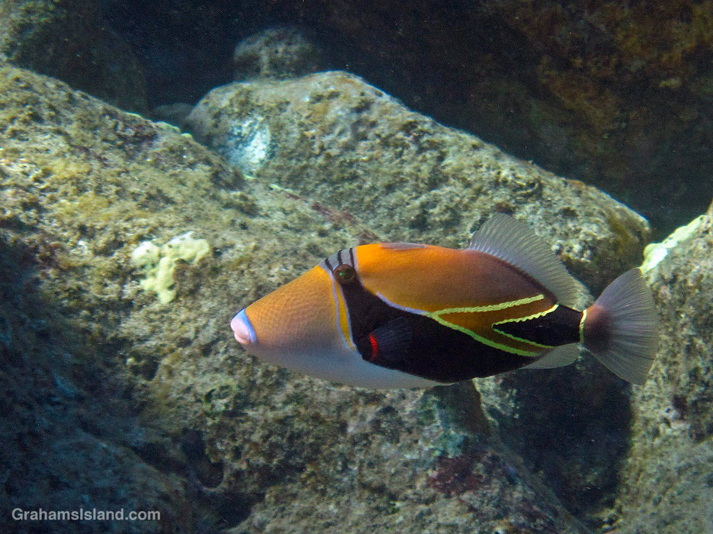 Wedgetail Triggerfish | Graham's Island
