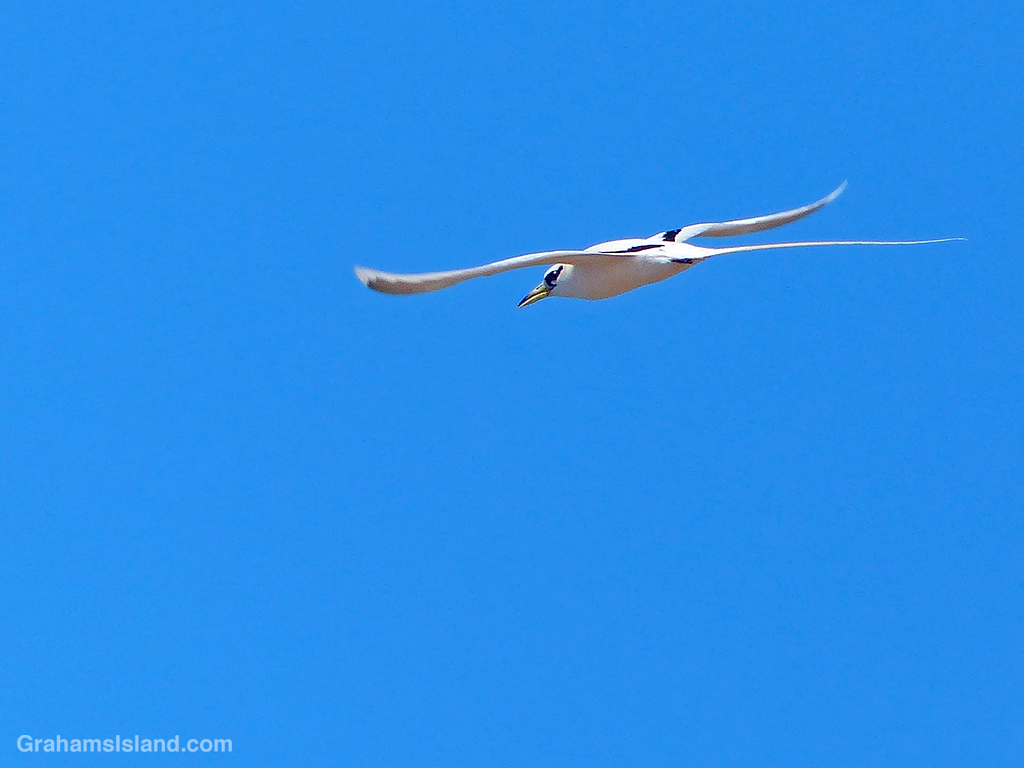 A white-tailed tropicbird flying over North Kohala, Hawaii